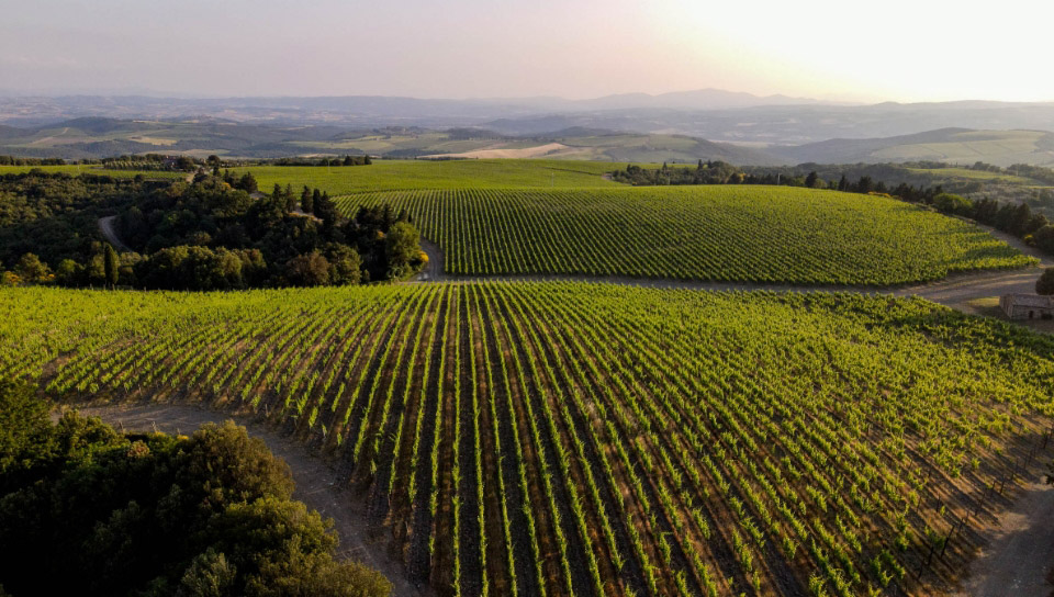 Tenuta Luce