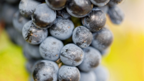 Il vino ha i suoi tempi, come la natura