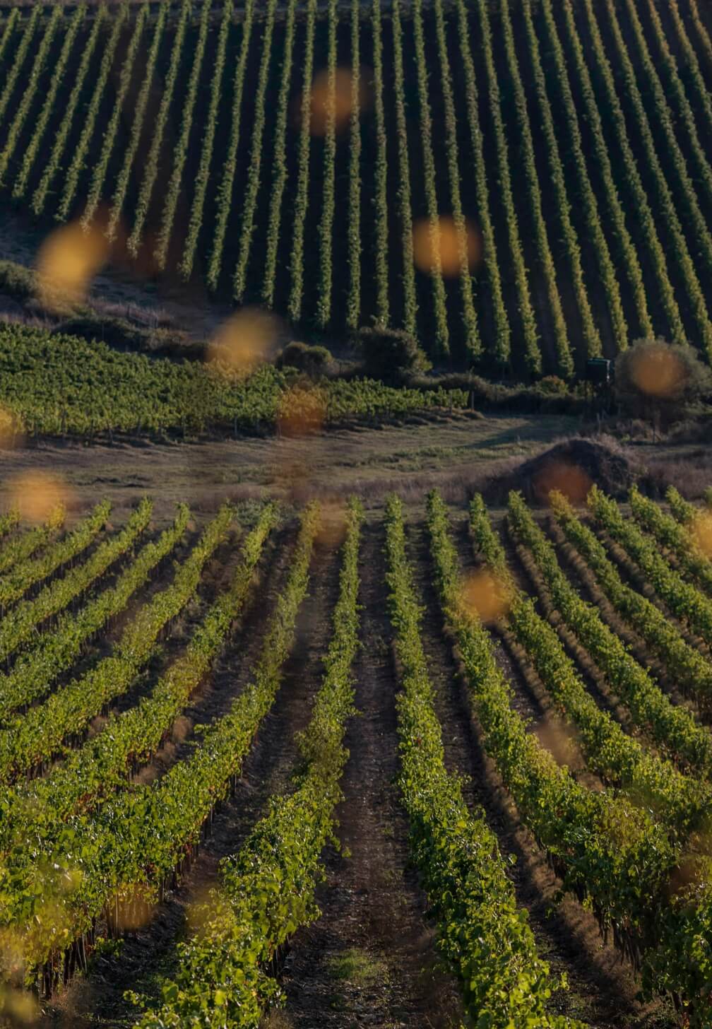 Un lien naturel avec le terroir