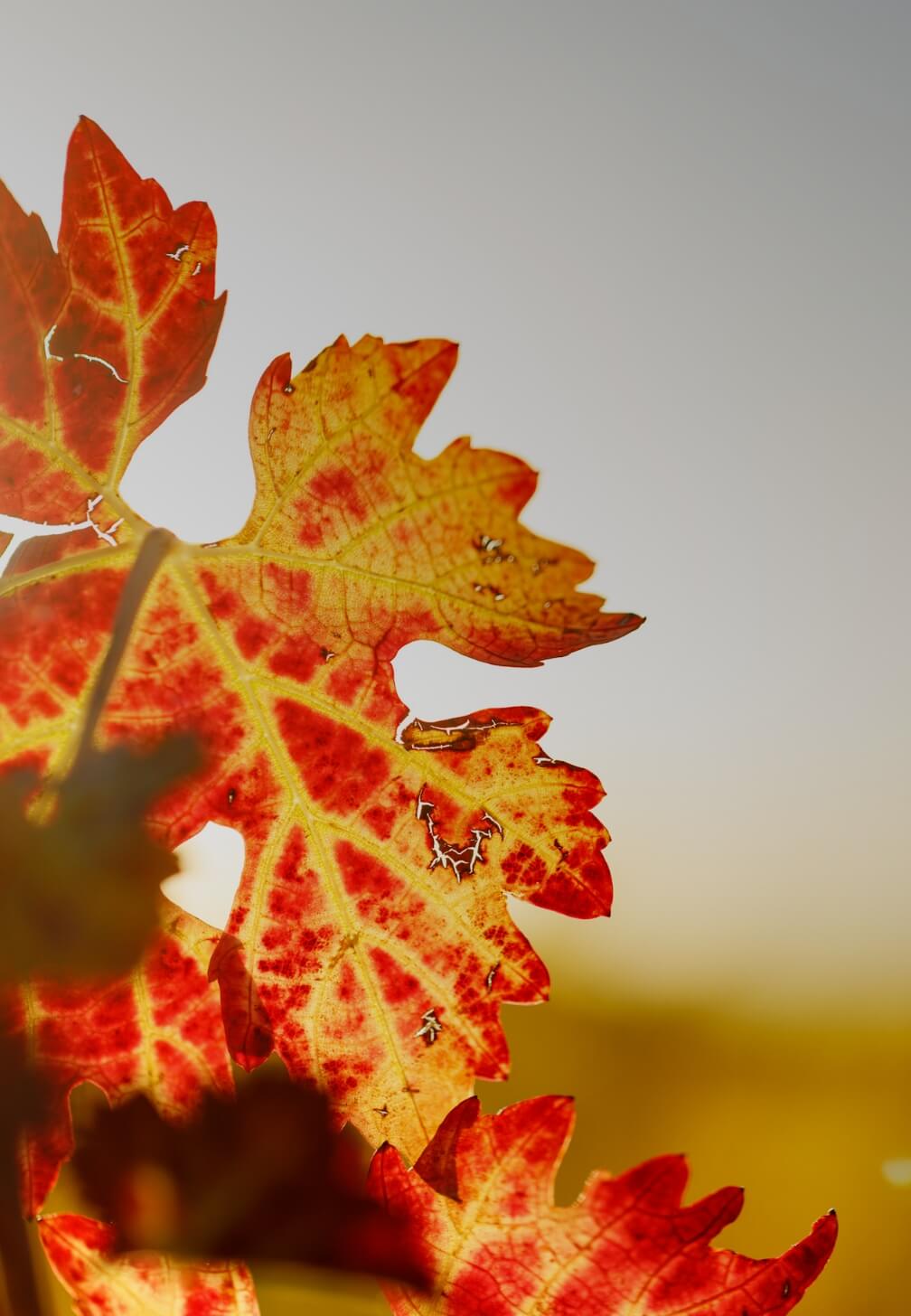 Ein Vermächtnis der Natur