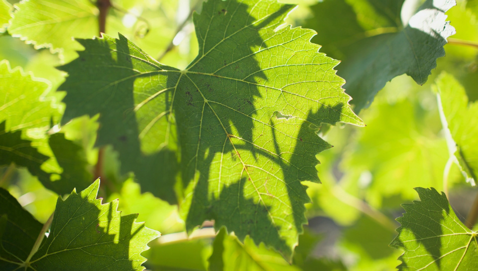 Luce Brunello