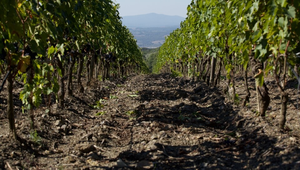 Un lien naturel avec le terroir